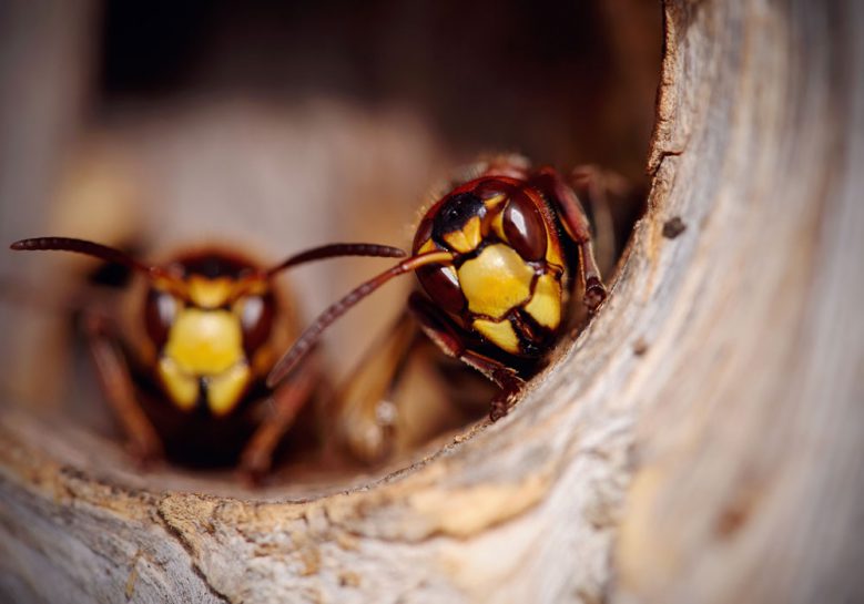 山の危険生物 蜂 ハチ の対処法 ブログ ゆめあるサブスリープロジェクト